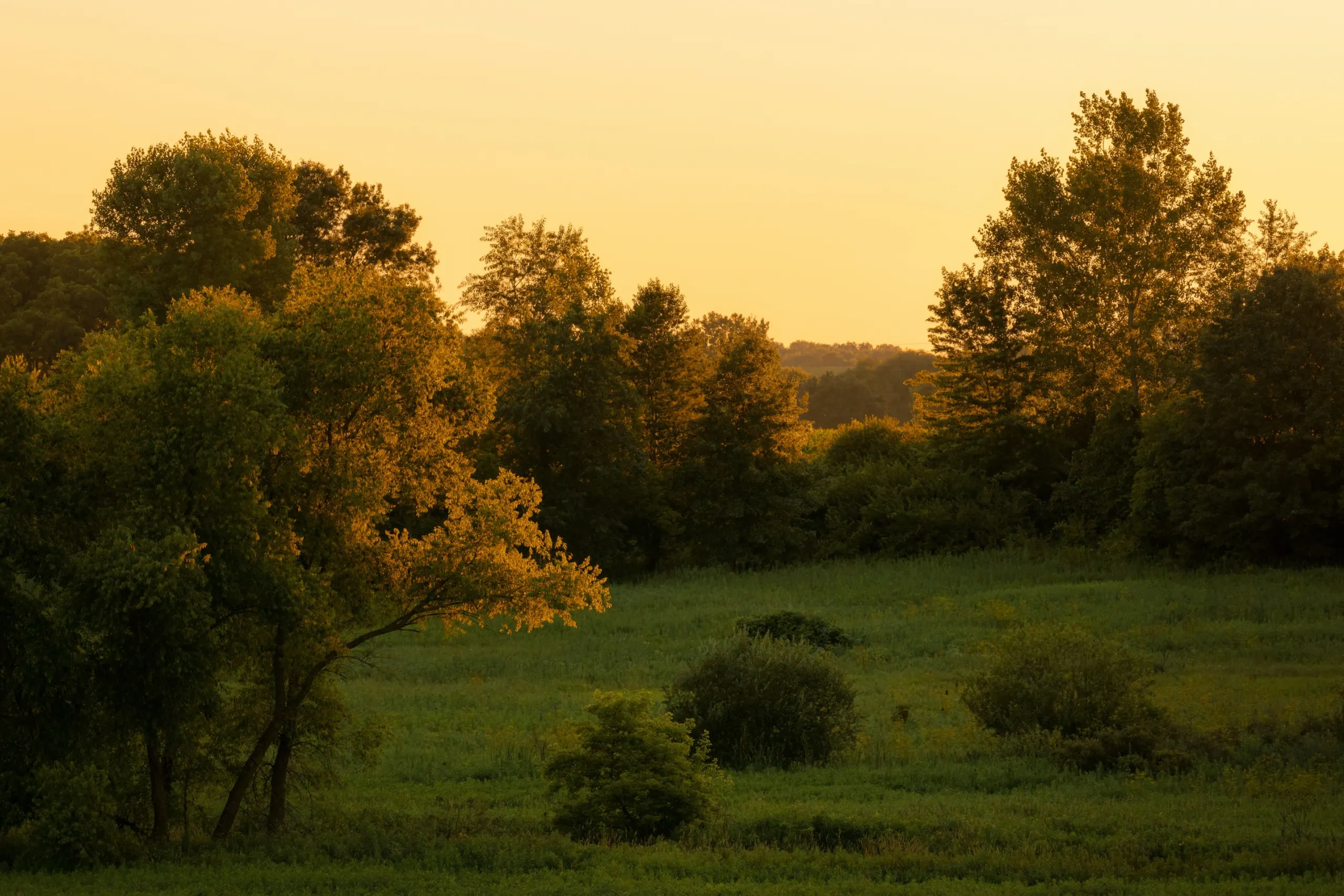 A Midwest meadow at golden hour